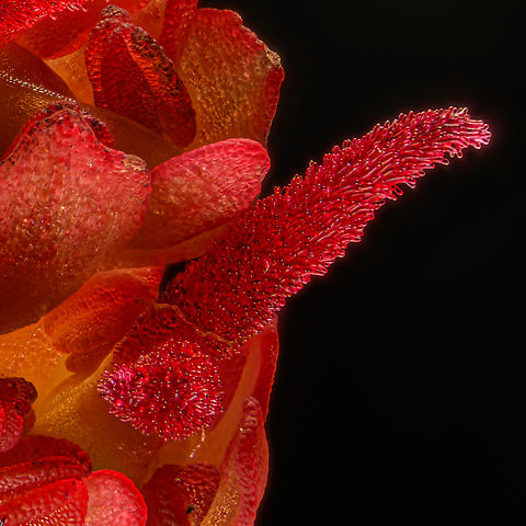 Acer rubrum detail 2024-04-04 SW Michigan USA Female red maple. Photographed with an old 35mm Olympus lens reverse mounted on my Nikkor 105mm AF macro lens (not the newer 105 AF-S which is not quite as sharp). This gives me a ratio of about 4:1. Acer rubrum,Geotagged,Red Maple,Spring,United States