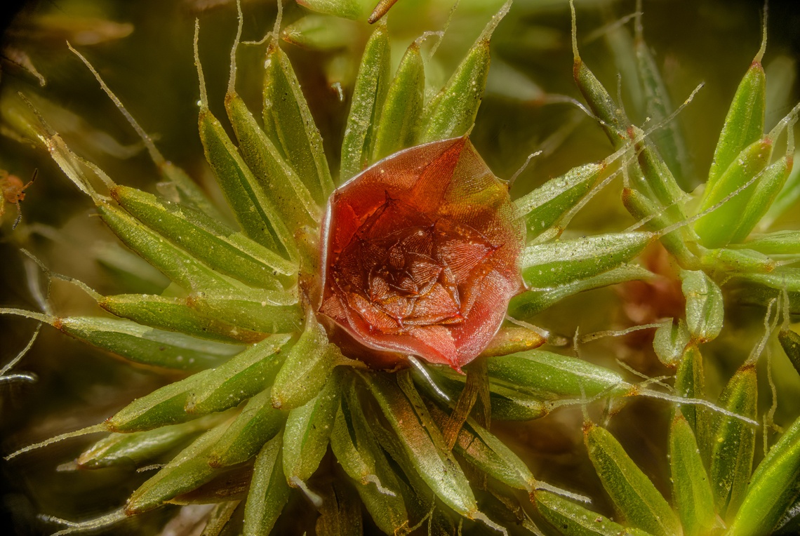 Polytrichum piliferum2 2024-03-25 SW Michigan USA To sexually reproduce, this moss utilizes the splash-cup mechanism to disperse the sperm it produces from its antheridia. The splash-cup mechanism occurs when raindrops splash onto the antheridia, collect sperm, and are hopefully splashed onto the female plant, where the sperm can swim to the archegonia.<br />
<a href="https://en.wikipedia.org/wiki/Polytrichum_piliferum" rel="nofollow">https://en.wikipedia.org/wiki/Polytrichum_piliferum</a> Geotagged,Polytrichum piliferum,Spring,United States