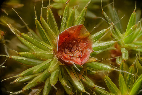 Polytrichum piliferum2 2024-03-25 SW Michigan USA To sexually reproduce, this moss utilizes the splash-cup mechanism to disperse the sperm it produces from its antheridia. The splash-cup mechanism occurs when raindrops splash onto the antheridia, collect sperm, and are hopefully splashed onto the female plant, where the sperm can swim to the archegonia.
https://en.wikipedia.org/wiki/Polytrichum_piliferum Geotagged,Polytrichum piliferum,Spring,United States