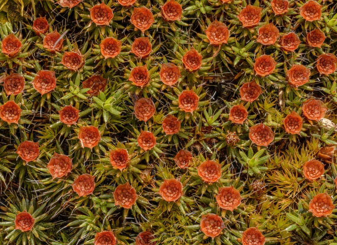 Polytrichum piliferum1 2024-03-25 SW Michigan USA The moss with the red cup are males. <br />
<a href="https://en.wikipedia.org/wiki/Polytrichum_piliferum" rel="nofollow">https://en.wikipedia.org/wiki/Polytrichum_piliferum</a> Geotagged,Polytrichum piliferum,Spring,United States