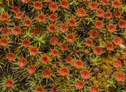 Polytrichum piliferum1 2024-03-25 SW Michigan USA The moss with the red cup are males. 
https://en.wikipedia.org/wiki/Polytrichum_piliferum Geotagged,Polytrichum piliferum,Spring,United States