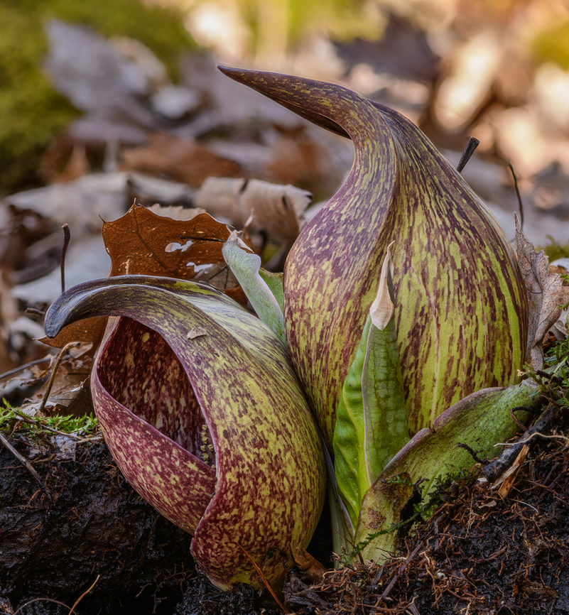 Symplocarpus foetidus 2024-03-13 SW Michigan USA &quot;Eastern skunk cabbage belongs to a select group of thermogenic plants for its capacity to create temperatures of up to 15&ndash;35 &deg;C (27&ndash;63 &deg;F) above air temperature through cyanide-resistant cellular respiration (via alternative oxidase) in order to melt its way through frozen ground.&quot;  <a href="https://en.wikipedia.org/wiki/Symplocarpus_foetidus" rel="nofollow">https://en.wikipedia.org/wiki/Symplocarpus_foetidus</a> Eastern skunk cabbage,Geotagged,Symplocarpus foetidus,United States,Winter