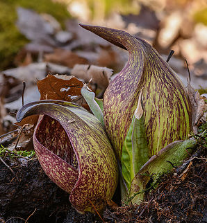 Symplocarpus foetidus 2024-03-13 SW Michigan USA "Eastern skunk cabbage belongs to a select group of thermogenic plants for its capacity to create temperatures of up to 15–35 °C (27–63 °F) above air temperature through cyanide-resistant cellular respiration (via alternative oxidase) in order to melt its way through frozen ground."  https://en.wikipedia.org/wiki/Symplocarpus_foetidus Eastern skunk cabbage,Geotagged,Symplocarpus foetidus,United States,Winter