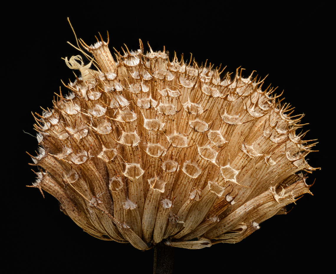 Monarda fistulosa 2024-03-20 SW Michigan USA Wild Bergamot empty seed pod that survived the winter. This was taken with my Nikon D850 using my older Nikkor 105mm AF macro lens. the outer 1/4ish of the frame was cropped out for effect. My older 105mm AF macro lens is slightly sharper than my newer 105mm AF-S ED VR lens, which is a little disappointing, as I cannot make use of the D850 firmware focus stacking and instead use Helicon Remote software running on my iPod communicating with the camera via WIFI. The built in focus stacking feature of the D850 is much more convenient but for some reason is incompatible with the older lens AF system. Geotagged,Monarda fistulosa,United States,Wild bergamot,Winter