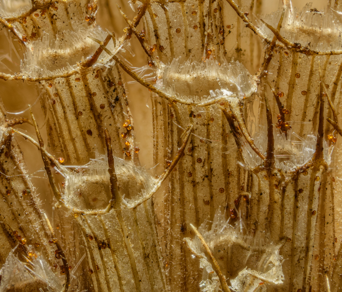 Monarda fistulosa 2 2024-03-23 SW Michigan USA Wild Bergamot  a bit closer. This was taken with my Nikon D850 using my older Nikkor 105mm AF  (not AF-S) macro lens with an even older Olympus 35mm lens reverse mounted, which gives me an enlargement ratio of just a little less than 4:1. The 35mm is stopped to f8 and the 105 is wide open.  I&#039;ve cropped out the outer fifth of the image as there is some corner vignetting and a reduction of sharpness away from the center. When you open it as original quality and enlarge to the limit of sharpness you can begin to see what I assume are the outlines of cells in thin areas. This is currently my extreme macro limit. Geotagged,Monarda fistulosa,Spring,United States,Wild bergamot
