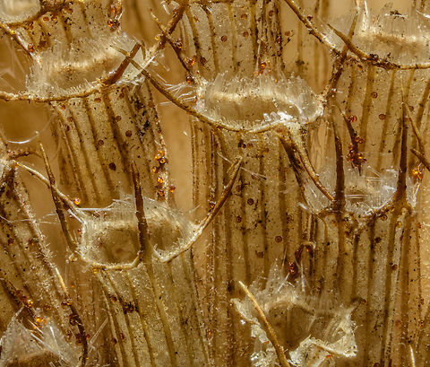 Monarda fistulosa 2 2024-03-23 SW Michigan USA Wild Bergamot  a bit closer. This was taken with my Nikon D850 using my older Nikkor 105mm AF  (not AF-S) macro lens with an even older Olympus 35mm lens reverse mounted, which gives me an enlargement ratio of just a little less than 4:1. The 35mm is stopped to f8 and the 105 is wide open.  I've cropped out the outer fifth of the image as there is some corner vignetting and a reduction of sharpness away from the center. When you open it as original quality and enlarge to the limit of sharpness you can begin to see what I assume are the outlines of cells in thin areas. This is currently my extreme macro limit. Geotagged,Monarda fistulosa,Spring,United States,Wild bergamot