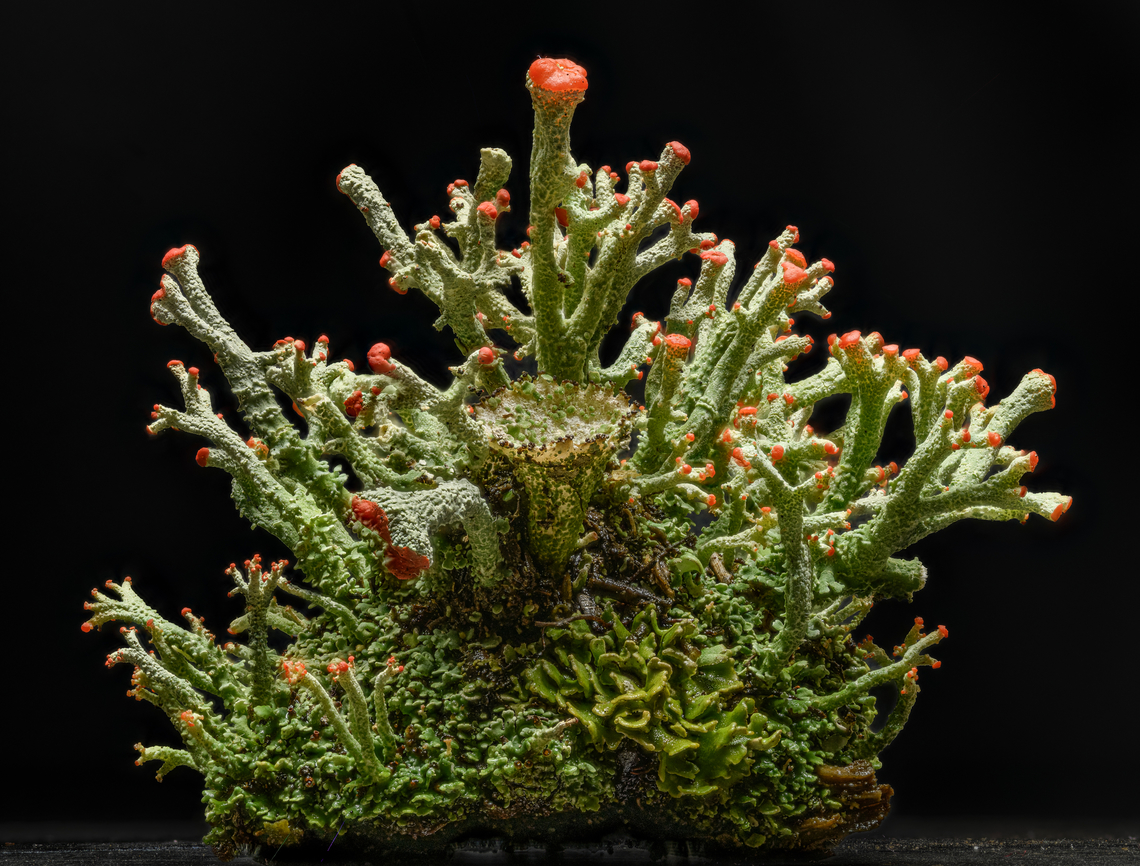 Cladonia_cristatella_2024-03-27 SW Michigan USA I found this sitting on the ground, on what appeared to be a little chip of bark. All posed and ready to go. British soldier lichen,Cladonia cristatella,Geotagged,Spring,United States