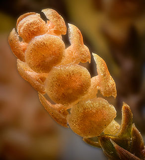 Juniperus virginiana 2 2024-03-30 Juniperus virginiana close up.
Like little mushrooms! Eastern Red-cedar,Geotagged,Juniperus virginiana,Spring,United States