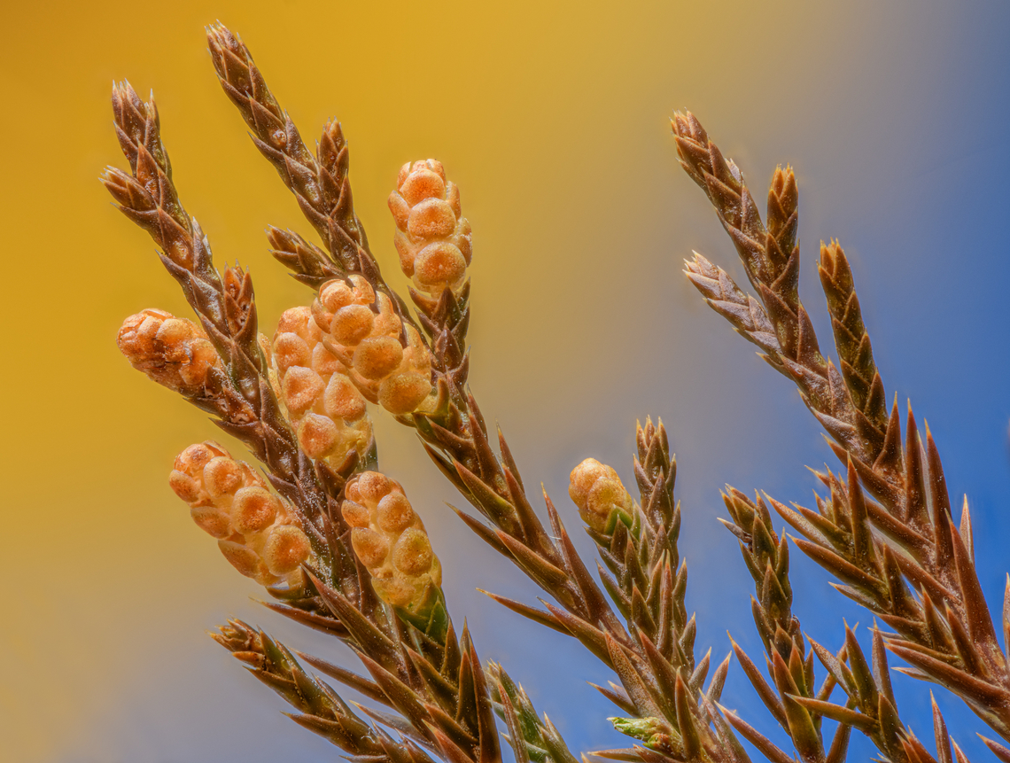 Juniperus virginiana 1 2024-03-30 SW Michigan USA Juniperus virginiana <br />
Found in abundance around the forested edge of an abandoned farm field Eastern Red-cedar,Geotagged,Juniperus virginiana,Spring,United States