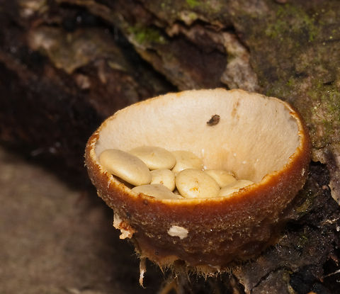 Crucibulum laeve2 2009-10-25 SW Michigan USA Another example of splash cup dispersal.
I took these way back in 2009, with my first digital camera. Boy was I excited- I'd been shooting velvia 64 before then and scanning the slides- digital was so much better. Common Bird's Nest Fungus,Crucibulum laeve,Fall,Geotagged,United States,birds nest,mushroom