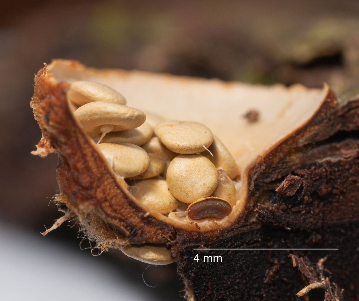 Crucibulum laeve 2009-10-25 SW Michigan USA Another example of splash cup dispersal. Common Bird's Nest Fungus,Crucibulum laeve,Fall,Geotagged,United States,birds nest,mushroom