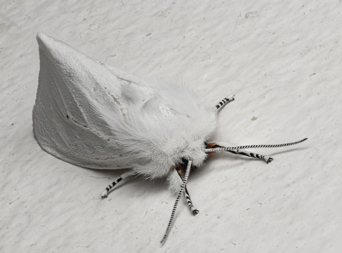 Spilosoma virginica 2024-03-14 SW Michigan USA Found on the wall in our bathroom . It stayed motionless whilst I contorted tripod, camera, and light diffuser 6&quot; away, between toilet and sink. In the morning it was gone. Geotagged,Spilosoma virginica,United States,Virginia tiger moth,Winter