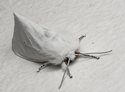 Spilosoma virginica 2024-03-14 SW Michigan USA Found on the wall in our bathroom . It stayed motionless whilst I contorted tripod, camera, and light diffuser 6" away, between toilet and sink. In the morning it was gone. Geotagged,Spilosoma virginica,United States,Virginia tiger moth,Winter