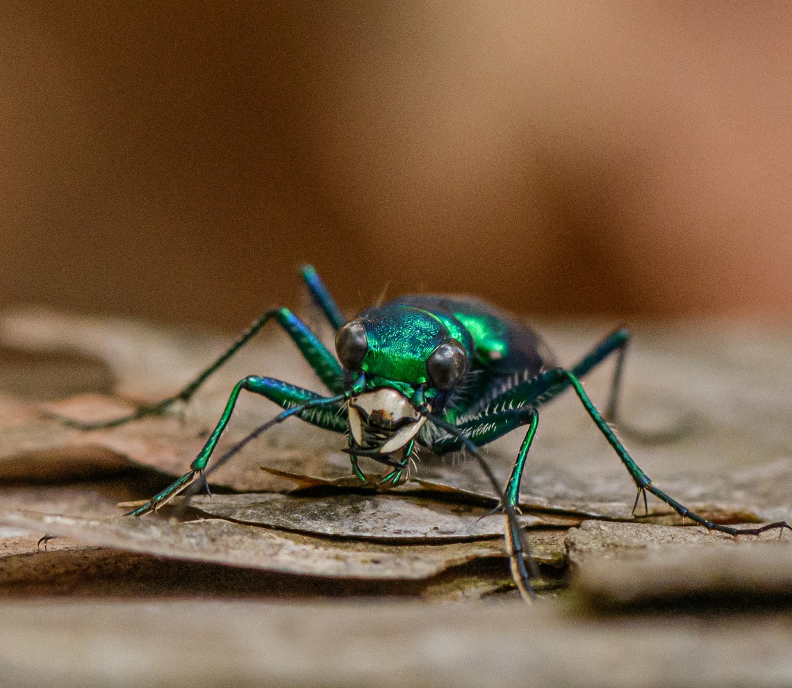 Cicindela sexguttata1 2023-05-07 He was hunting near a sunny log on a cool May day. He&#039;d alight for a while, I&#039;d sneak a photo, then he&#039;d fly off and eventually return to the log.  He&#039;s called the Six-spotted Tiger Beetle but mine had 8 spots. I&#039;m told the spot count can vary for this species. Cicindela sexguttata,Geotagged,Six-spotted Tiger Beetle,Spring,United States