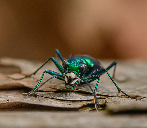 Cicindela sexguttata1 2023-05-07 He was hunting near a sunny log on a cool May day. He'd alight for a while, I'd sneak a photo, then he'd fly off and eventually return to the log.  He's called the Six-spotted Tiger Beetle but mine had 8 spots. I'm told the spot count can vary for this species. Cicindela sexguttata,Geotagged,Six-spotted Tiger Beetle,Spring,United States