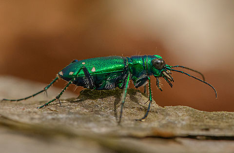Cicindela sexguttata2 2023-05-07 Broadside view. Cicindela sexguttata,Geotagged,Six-spotted Tiger Beetle,Six-spotted tiger beetle,Spring,United States