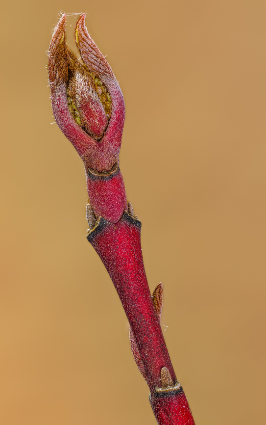 Cornus sericea 2024-04-10 SW Michigan USA I saw these as a patch of color off in the distance, in a fen, on a grey day in February. Couldn't get close with dry feet- however, later found more growing adjacent to a path and decided to follow them as the weather warmed. Cornus sericea,Geotagged,Red Osier Dogwood,Spring,United States