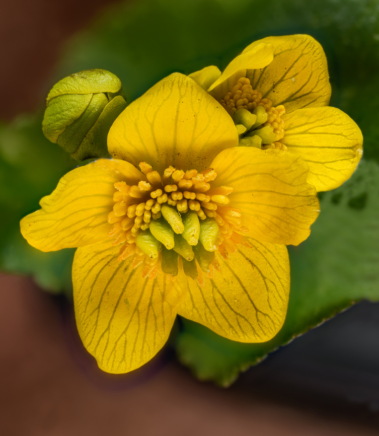 Caltha palustris 2024-04-11 SW Michigan USA Growing in black muck next to a small creek. I brought this back to photograph in comfort inside, which was a mistake. The poor flower started to wilt almost immediately after removal from the plastic container. Hopefully I'll get another chance this spring. Caltha palustris,Geotagged,Marsh Marigold,Spring,United States