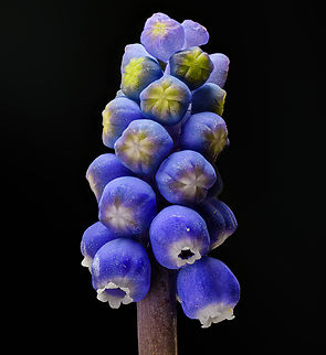 Muscari1_2024-04-05 SW Michigan USA Grape hyacinth. We found these beside a trail we often hike in the Yankee Springs Recreation Area, an area of state owned hilly, sandy, rocky land that was previously farmed by folks that struggled mightily to make a go of it, largely giving up in the early 20th century.  Geotagged,Grape Hyacinth,Grape hyacinth,Muscari botryoides,Spring,United States