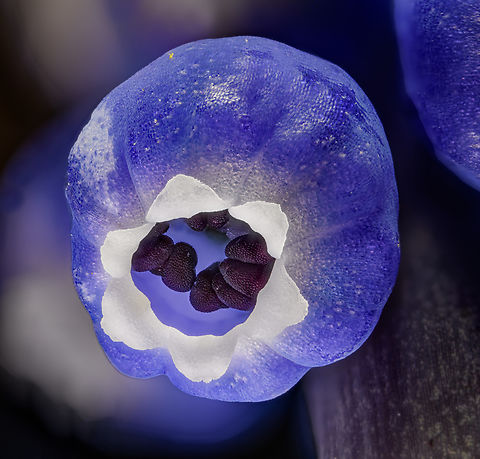 Muscari2_2024-04-05 SW Michigan USA Grape hyacinth looking up. Geotagged,Grape Hyacinth,Muscari botryoides,Spring,United States