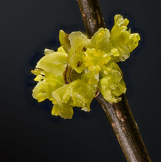 Lindera_benzoin_2024-04-01 SW Michigan USA These are quite common in the woods this spring, tiny yellow flowers in a straggly bush. This photo is somewhat confusing but fun to look at zoomed way in the original size. Common spicebush,Geotagged,Lindera benzoin,Spring,United States