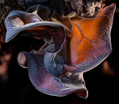 Auricularia angiospermarum2 2024-04-13 SW Michigan USA I found these on a stump, about 6 hours after a rain and they were soft, rubbery, and a light chocolate brown. I returned the next day and they had changed dramatically (these photos are from the next day). When I rehydrated them they returned to the previous state- see https://www.inaturalist.org/observations/207162384 Auricularia angiospermarum,Geotagged,Spring,United States