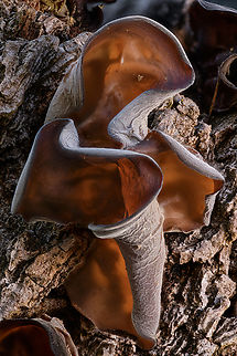 Auricularia angiospermarum1_2024-04-13 SW Michigan USA I found these on a stump, about 6 hours after a rain and they were soft, rubbery, and a light chocolate brown.  I returned the next day and they had changed dramatically (these photos are from the next day). When I rehydrated them they returned to the previous state- see https://www.inaturalist.org/observations/207162384 Auricularia angiospermarum,Geotagged,Spring,United States