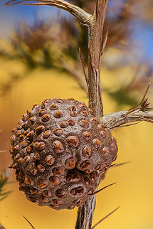 Gymnosporangium_juniperi-virginianae_2024-03-28 SW Michigan USA I thought at first this was an insect gall but no, it is a stage in the life cycle of a fungi. Found in a young cedar tree, little more than a bush. Cedar-apple Rust,Geotagged,Gymnosporangium juniperi-virginianae,Spring,United States