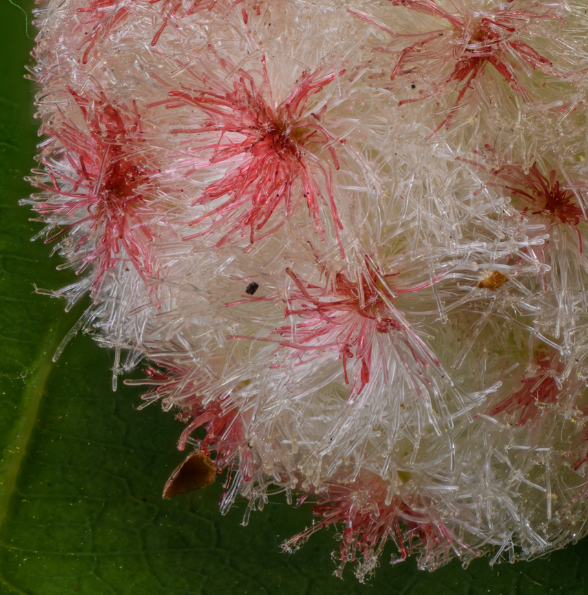 Callirhytis_seminator2_2023-05-26 SW Michigan USA This shelters the eggs and developing larvae of a tiny wasp. It continues to amaze me how beautiful and intricate nature can be- and why? What evolutionary advantage does this tiny wasp have to create something as beautiful as this? Callirhytis seminator,Geotagged,Spring,United States,Wool Sower Gall