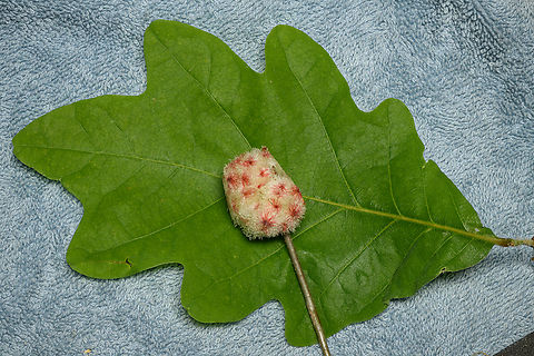 Callirhytis_seminator1_2023-05-26 SW Michigan USA See the adjacent photo for a detailed view. Found on an oak sapling, perhaps a meter tall.
https://www.jungledragon.com/image/159197/callirhytis_seminator2_2023-05-26_sw_michigan_usa.html Callirhytis seminator,Geotagged,Spring,United States,Wool Sower Gall