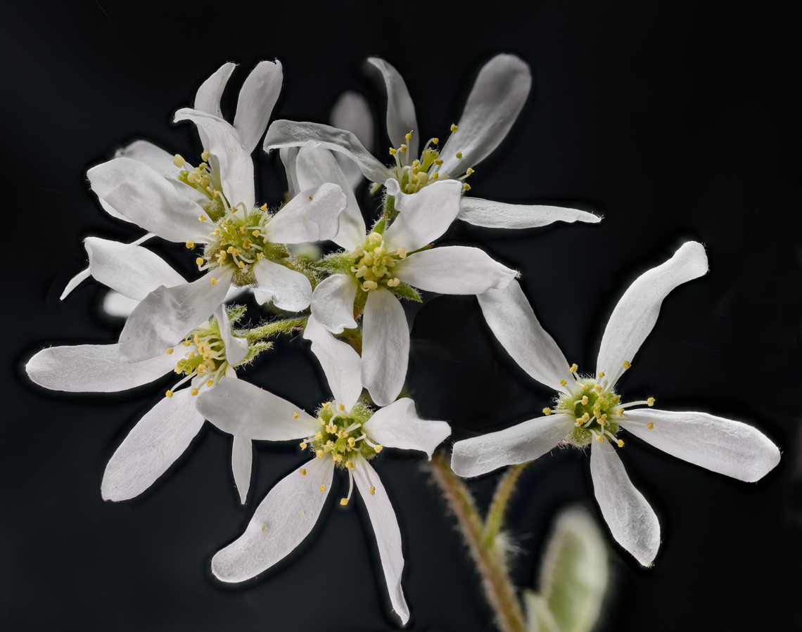 Amelanchier_2024-04-16 SW Michigan USA Genus Amelanchier - not sure of the species, guessing canadensis. These are in bloom now around the edge of the woods where we live. They droop spectacularly when cut - you can see them sinking in the camera viewfinder - so I held them up with a loop of black wire that I later photoshopped out. Amelanchier canadensis,Geotagged,Spring,United States