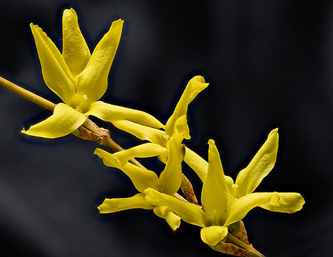 Forsythia_2024-04-01 SW Michigan USA From a very large patch, near the North Country Trail in the Barry Game Area in SW Michigan. Walking these trails in state land we often see evidence of the hardscrabble existence of the farmers who tried to make a go of it in this hilly, sandy, rocky soil before they gave it up round the time of the dust bowl - the 1930s-  and the state took the land. (large rock piles near the top of hills near a small, vaguely level area that was probably a farm field).  Yet someone back then planted a few of these to brighten their day... and they spread.

Not sure of the species.
 Forsythia &times; intermedia,Geotagged,Spring,United States