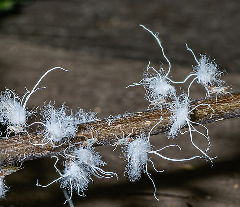 Grylloprociphilus_imbricator_2023-10-02 SW Michigan USA On an eye level branch of a young beech tree- seemingly a white writhing mass of hairy coating. Looking closely, they became individual insects crowned with white wool, moving furiously and erratically. Beech blight aphid,Fall,Geotagged,Grylloprociphilus imbricator,United States