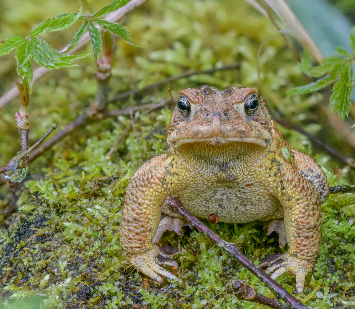 Anaxyrus_americanus_2023-05-07 SW Michigan USA He sat there motionless (except for his throat moving slightly with each breath) as I set up the tripod a foot away. American toad,Anaxyrus americanus,Geotagged,Spring,United States