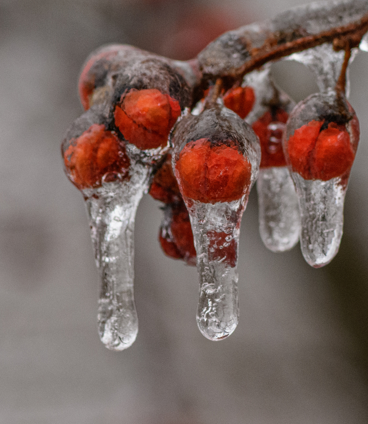Iced_Berries_2023-02-23 SW Michigan USA Celastrus scandens. We saw them earlier, in December. <figure class="photo"><a href="https://www.jungledragon.com/image/159298/celastrus_scandens_2022-12-09_sw_michigan_usa.html" title="Celastrus_scandens_2022-12-09 SW Michigan USA"><img src="https://s3.amazonaws.com/media.jungledragon.com/images/11710/159298_thumb.jpg?AWSAccessKeyId=05GMT0V3GWVNE7GGM1R2&Expires=1759968010&Signature=IfRDE9OwxESMHky1wZhewJUGKcQ%3D" width="104" height="152" alt="Celastrus_scandens_2022-12-09 SW Michigan USA American Bittersweet berries near a marsh off the Hall Lake trail in Yankee Springs. We went back there in February after an ice storm https://www.jungledragon.com/image/159297/iced_berries_2023-02-23_sw_michigan_usa.html American Bittersweet,Celastrus scandens,Fall,Geotagged,United States" /></a></figure> American Bittersweet,Celastrus scandens,Geotagged,United States,Winter
