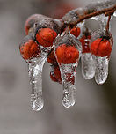Iced_Berries_2023-02-23 SW Michigan USA Celastrus scandens. We saw them earlier, in December. https://www.jungledragon.com/image/159298/celastrus_scandens_2022-12-09.html American Bittersweet,Celastrus scandens,Geotagged,United States,Winter