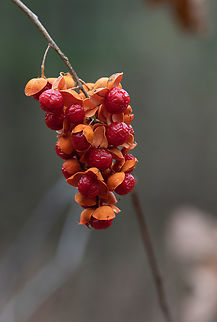 Celastrus_scandens_2022-12-09 SW Michigan USA American Bittersweet berries near a marsh off the Hall Lake trail in Yankee Springs. We went back there in February after an ice storm https://www.jungledragon.com/image/159297/iced_berries_2023-02-23_sw_michigan_usa.html American Bittersweet,Celastrus scandens,Fall,Geotagged,United States