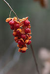 Celastrus_scandens_2022-12-09 SW Michigan USA American Bittersweet berries near a marsh off the Hall Lake trail in Yankee Springs. We went back there in February after an ice storm https://www.jungledragon.com/image/159297/iced_berries_2023-02-23_sw_michigan_usa.html American Bittersweet,Celastrus scandens,Fall,Geotagged,United States
