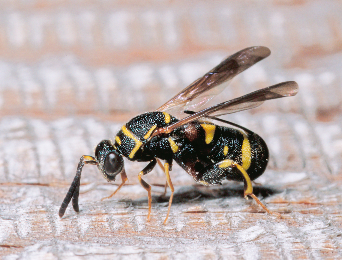 straining_wasp_(Leucospidae)_8-2-99-18 SW Michigan USA straining wasp 8-2-99-18-  scanned Velvia slide. I noticed this tiny wasp on the door of our woodshed and to my amazement it split it&#039;s body and inserted it&#039;s ovipositor into the wood of the door. Perhaps to get more leverage?<br />
<figure class="photo"><a href="https://www.jungledragon.com/image/159361/straining_wasp_leucospidae_8-2-99_sw_michigan_usa.html" title="straining_wasp (leucospidae) 8-2-99 SW Michigan USA"><img src="https://s3.amazonaws.com/media.jungledragon.com/images/11710/159361_thumb.jpg?AWSAccessKeyId=05GMT0V3GWVNE7GGM1R2&Expires=1759968010&Signature=EBlL9MtK0AsdpqKiY%2Fxd1%2FtDQ2Q%3D" width="200" height="164" alt="straining_wasp (leucospidae) 8-2-99 SW Michigan USA straining wasp 8-2-99-18- scanned Velvia slide. I noticed this tiny wasp on the door of our woodshed and to my amazement it split it&#039;s body and inserted it&#039;s ovipositor into the wood of the door. Perhaps to get more leverage?<br />
https://www.jungledragon.com/image/159360/straining_wasp_leucospididae_8-2-99-18.html https://www.jungledragon.com/image/159362/straining_wasp_leucospidae_8-2-99-3.html Geotagged,Leucospis dorsigera,United States,scan" /></a></figure> <figure class="photo"><a href="https://www.jungledragon.com/image/159362/straining_wasp_leucospidae_8-2-99-3_sw_michigan_usa.html" title="straining_wasp_(Leucospidae)_8-2-99-3 SW Michigan USA"><img src="https://s3.amazonaws.com/media.jungledragon.com/images/11710/159362_thumb.jpg?AWSAccessKeyId=05GMT0V3GWVNE7GGM1R2&Expires=1759968010&Signature=%2B32Nta6aUyOAGH98cCyieqUP7Mo%3D" width="200" height="156" alt="straining_wasp_(Leucospidae)_8-2-99-3 SW Michigan USA straining wasp 8-2-99-3 (Leucospidae) scanned Velvia slide. I noticed this tiny wasp on the door of our woodshed and to my amazement it split it&#039;s body and inserted it&#039;s ovipositor into the wood of the door. Perhaps to get more leverage? https://www.jungledragon.com/image/159361/straining_wasp.html https://www.jungledragon.com/image/159360/straining_wasp_leucospididae_8-2-99-18.html Geotagged,Leucospis dorsigera,United States,scan" /></a></figure> Geotagged,Leucospidae,Leucospis dorsigera,United States