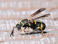 straining_wasp_(Leucospidae)_8-2-99-18 SW Michigan USA straining wasp 8-2-99-18-  scanned Velvia slide. I noticed this tiny wasp on the door of our woodshed and to my amazement it split it's body and inserted it's ovipositor into the wood of the door. Perhaps to get more leverage?<br />
https://www.jungledragon.com/image/159361/straining_wasp.html https://www.jungledragon.com/image/159362/straining_wasp_leucospidae_8-2-99-3.html Geotagged,Leucospidae,Leucospis dorsigera,United States