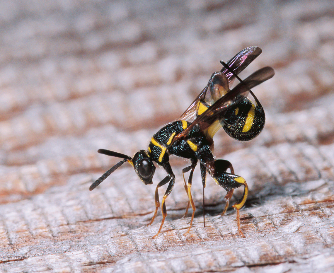 straining_wasp (leucospidae) 8-2-99 SW Michigan USA straining wasp 8-2-99-18- scanned Velvia slide. I noticed this tiny wasp on the door of our woodshed and to my amazement it split it&#039;s body and inserted it&#039;s ovipositor into the wood of the door. Perhaps to get more leverage?<br />
<figure class="photo"><a href="https://www.jungledragon.com/image/159360/straining_wasp_leucospidae_8-2-99-18_sw_michigan_usa.html" title="straining_wasp_(Leucospidae)_8-2-99-18 SW Michigan USA"><img src="https://s3.amazonaws.com/media.jungledragon.com/images/11710/159360_thumb.jpg?AWSAccessKeyId=05GMT0V3GWVNE7GGM1R2&Expires=1767225610&Signature=TYjWstRDcSYo1XCglro54o38Wrk%3D" width="200" height="154" alt="straining_wasp_(Leucospidae)_8-2-99-18 SW Michigan USA straining wasp 8-2-99-18-  scanned Velvia slide. I noticed this tiny wasp on the door of our woodshed and to my amazement it split it&#039;s body and inserted it&#039;s ovipositor into the wood of the door. Perhaps to get more leverage?<br />
https://www.jungledragon.com/image/159361/straining_wasp.html https://www.jungledragon.com/image/159362/straining_wasp_leucospidae_8-2-99-3.html Geotagged,Leucospidae,Leucospis dorsigera,United States" /></a></figure> <figure class="photo"><a href="https://www.jungledragon.com/image/159362/straining_wasp_leucospidae_8-2-99-3_sw_michigan_usa.html" title="straining_wasp_(Leucospidae)_8-2-99-3 SW Michigan USA"><img src="https://s3.amazonaws.com/media.jungledragon.com/images/11710/159362_thumb.jpg?AWSAccessKeyId=05GMT0V3GWVNE7GGM1R2&Expires=1767225610&Signature=10i1LOWLt1qRNNwcgeHrT29rOJ8%3D" width="200" height="156" alt="straining_wasp_(Leucospidae)_8-2-99-3 SW Michigan USA straining wasp 8-2-99-3 (Leucospidae) scanned Velvia slide. I noticed this tiny wasp on the door of our woodshed and to my amazement it split it&#039;s body and inserted it&#039;s ovipositor into the wood of the door. Perhaps to get more leverage? https://www.jungledragon.com/image/159361/straining_wasp.html https://www.jungledragon.com/image/159360/straining_wasp_leucospididae_8-2-99-18.html Geotagged,Leucospis dorsigera,United States,scan" /></a></figure> Geotagged,Leucospis dorsigera,United States,scan
