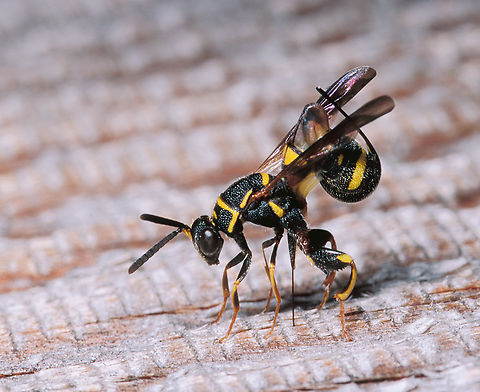 straining_wasp (leucospidae) 8-2-99 SW Michigan USA straining wasp 8-2-99-18- scanned Velvia slide. I noticed this tiny wasp on the door of our woodshed and to my amazement it split it's body and inserted it's ovipositor into the wood of the door. Perhaps to get more leverage?
https://www.jungledragon.com/image/159360/straining_wasp_leucospididae_8-2-99-18.html https://www.jungledragon.com/image/159362/straining_wasp_leucospidae_8-2-99-3.html Geotagged,Leucospis dorsigera,United States,scan