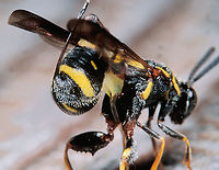 straining_wasp_(Leucospidae)_8-2-99-3 SW Michigan USA straining wasp 8-2-99-3 (Leucospidae) scanned Velvia slide. I noticed this tiny wasp on the door of our woodshed and to my amazement it split it's body and inserted it's ovipositor into the wood of the door. Perhaps to get more leverage? https://www.jungledragon.com/image/159361/straining_wasp.html https://www.jungledragon.com/image/159360/straining_wasp_leucospididae_8-2-99-18.html Geotagged,Leucospis dorsigera,United States,scan