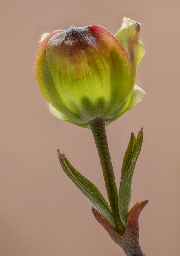 Cornus1_2024-04-18 SW Michigan USA Wild dogwood, blossoms just getting started<br />
<figure class="photo"><a href="https://www.jungledragon.com/image/159364/cornus2_2024-04-18_sw_michigan_usa.html" title="Cornus2_2024-04-18 SW Michigan USA"><img src="https://s3.amazonaws.com/media.jungledragon.com/images/11710/159364_thumb.jpg?AWSAccessKeyId=05GMT0V3GWVNE7GGM1R2&Expires=1767225610&Signature=TQpb2pU1H2M54OQHPijhcTQ9ss8%3D" width="200" height="190" alt="Cornus2_2024-04-18 SW Michigan USA Wild dogwood <br />
I hope to come back to this a little later in the season<br />
https://www.jungledragon.com/image/159363/cornus1_2024-04-18.html Cornus florida,Flowering dogwood,Geotagged,Spring,United States" /></a></figure> Cornus florida,Flowering dogwood,Geotagged,Spring,United States