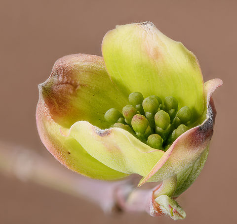 Cornus2_2024-04-18 SW Michigan USA Wild dogwood 
I hope to come back to this a little later in the season
https://www.jungledragon.com/image/159363/cornus1_2024-04-18.html Cornus florida,Flowering dogwood,Geotagged,Spring,United States