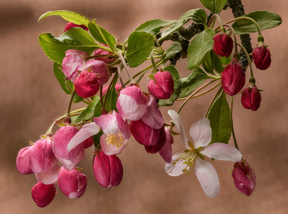 Malus_2024-04-20 SW Michigan USA Ornamental Crab Apple.. JoAnn planted this tree about 30 years ago. It has its good years and not so good years- but it is truly magnificent this spring. Eastern Crabapple,European crab apple,Geotagged,Malus orientalis,Malus sylvestris,Spring,United States