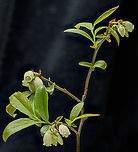 Vaccinium4_2024-04-20 SW Michigan USA Huckleberry of some sort. Found in a lowland area near a lake. The greenish hue is real.<br />
<br />
https://www.jungledragon.com/image/159473/vaccinium1_2024-04-19_sw_michigan_usa.html Geotagged,Spring,United States huckleberry