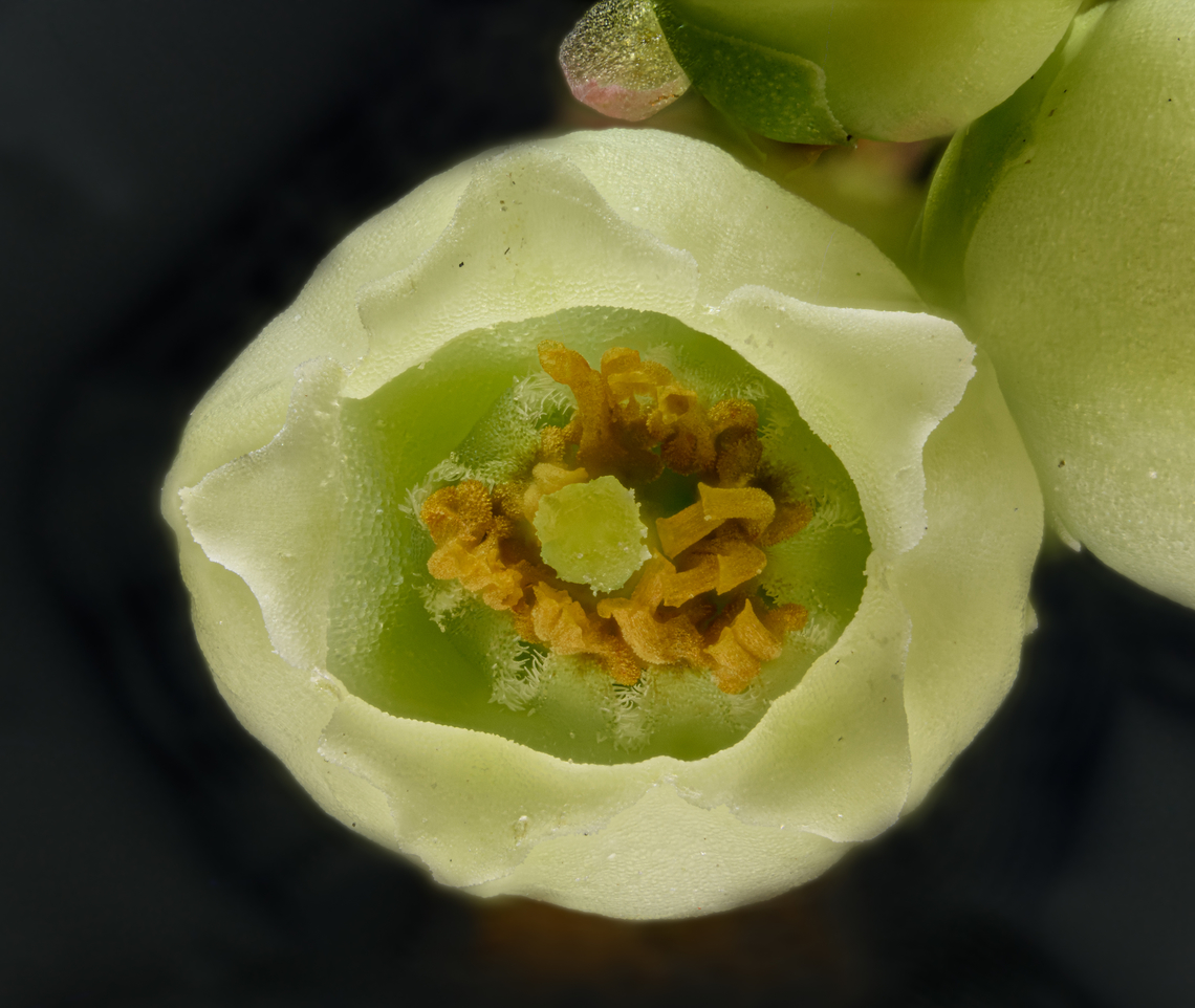 Vaccinium1_2024-04-19 SW Michigan USA Huckleberry of some sort. Found in a lowland area near a lake. The greenish hue is real.<br />
<figure class="photo"><a href="https://www.jungledragon.com/image/159472/vaccinium4_2024-04-20_sw_michigan_usa.html" title="Vaccinium4_2024-04-20 SW Michigan USA"><img src="https://s3.amazonaws.com/media.jungledragon.com/images/11710/159472_thumb.jpg?AWSAccessKeyId=05GMT0V3GWVNE7GGM1R2&Expires=1769040010&Signature=Nm1hl6x2vwftIWmWeaEOwDwBhtU%3D" width="140" height="152" alt="Vaccinium4_2024-04-20 SW Michigan USA Huckleberry of some sort. Found in a lowland area near a lake. The greenish hue is real.<br />
<br />
https://www.jungledragon.com/image/159473/vaccinium1_2024-04-19_sw_michigan_usa.html Geotagged,Spring,United States huckleberry" /></a></figure><br />
 Geotagged,Spring,United States
