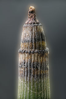 Equisetum_2024-04-20 SW Michigan USA Horsetail - just the very top of the plant.  I'm guessing Equisetum laevigatum
Looked like it had overwintered and a bit weathered but when magnified became interesting... I blurred the background but left the plant alone- it looks like this (really)
https://www.jungledragon.com/image/159479/equisetum2_2024-04-20.html
 Equisetum laevigatum,Geotagged,Smooth Scouring Rush,Spring,United States