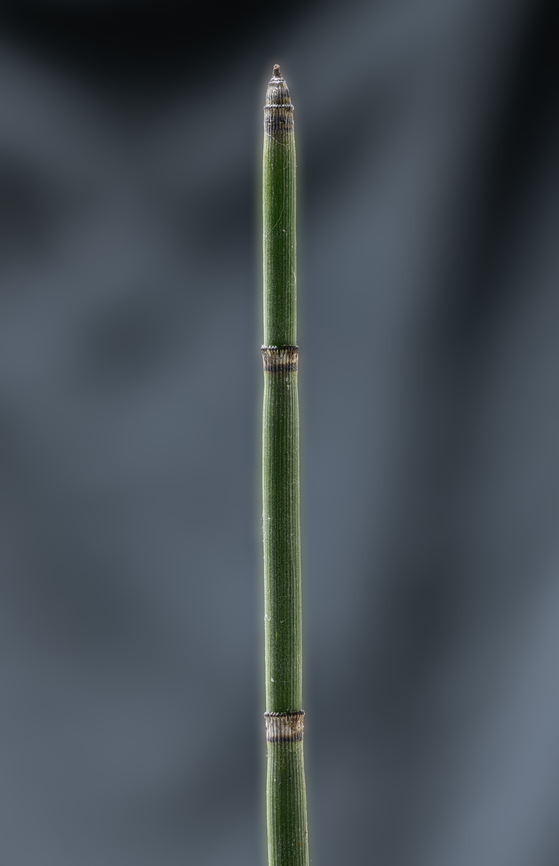 Equisetum2_2024-04-20 SW Michigan USA Horsetail -  I&#039;m guessing Equisetum laevigatum<br />
Looked like it had overwintered and a bit weathered but when magnified became interesting.<br />
<figure class="photo"><a href="https://www.jungledragon.com/image/159477/equisetum_2024-04-20_sw_michigan_usa.html" title="Equisetum_2024-04-20 SW Michigan USA"><img src="https://s3.amazonaws.com/media.jungledragon.com/images/11710/159477_thumb.jpg?AWSAccessKeyId=05GMT0V3GWVNE7GGM1R2&Expires=1759968010&Signature=kcCBeo7dfobHYUtYPsBfW6G6H40%3D" width="102" height="152" alt="Equisetum_2024-04-20 SW Michigan USA Horsetail - just the very top of the plant.  I&#039;m guessing Equisetum laevigatum<br />
Looked like it had overwintered and a bit weathered but when magnified became interesting... I blurred the background but left the plant alone- it looks like this (really)<br />
https://www.jungledragon.com/image/159479/equisetum2_2024-04-20.html<br />
 Equisetum laevigatum,Geotagged,Smooth Scouring Rush,Spring,United States" /></a></figure><br />
 Equisetum laevigatum,Geotagged,Smooth Scouring Rush,Spring,United States